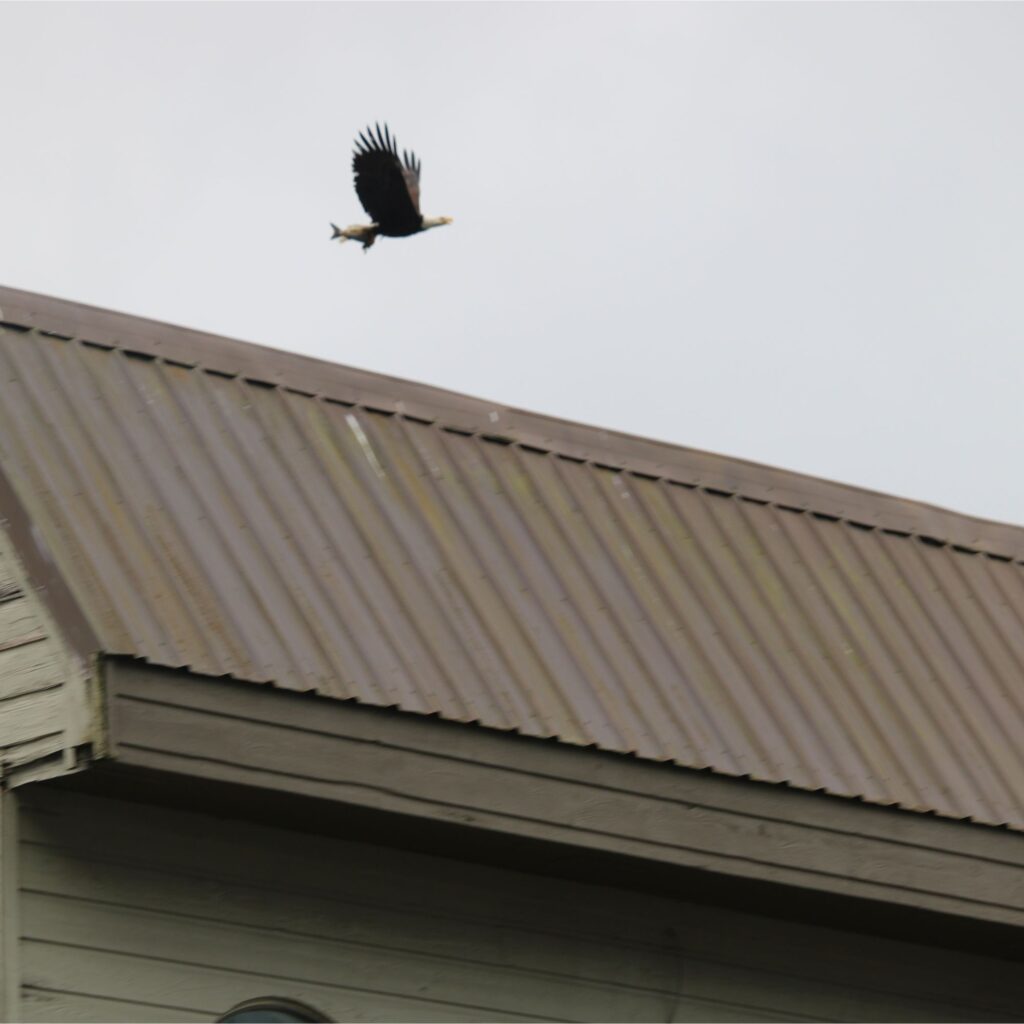 A bald eagle with dark wings and a white head flies through a cloudy gray sky, carrying a fish in its talons above the roof of a building.
