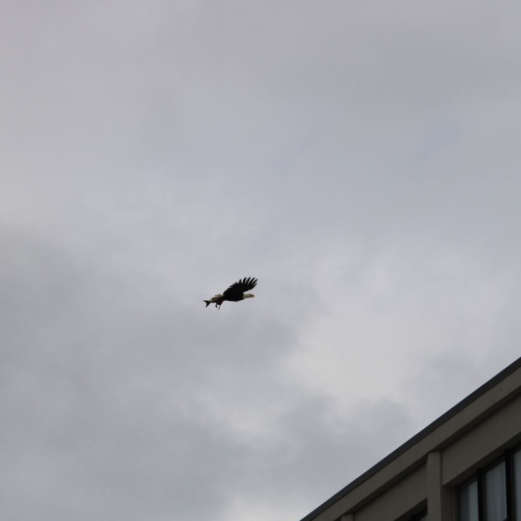 A bald eagle with dark wings and a white head flies through a cloudy gray sky, carrying a fish in its talons above the corner of a building.