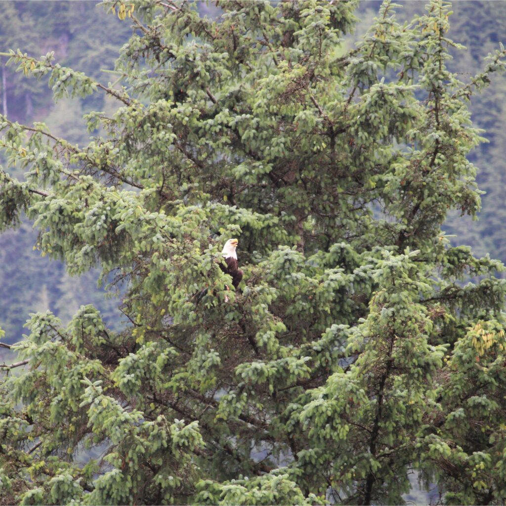 A bald eagle perches on a branch in the middle of a large, dense evergreen tree, blending into the green foliage of a forested landscape.