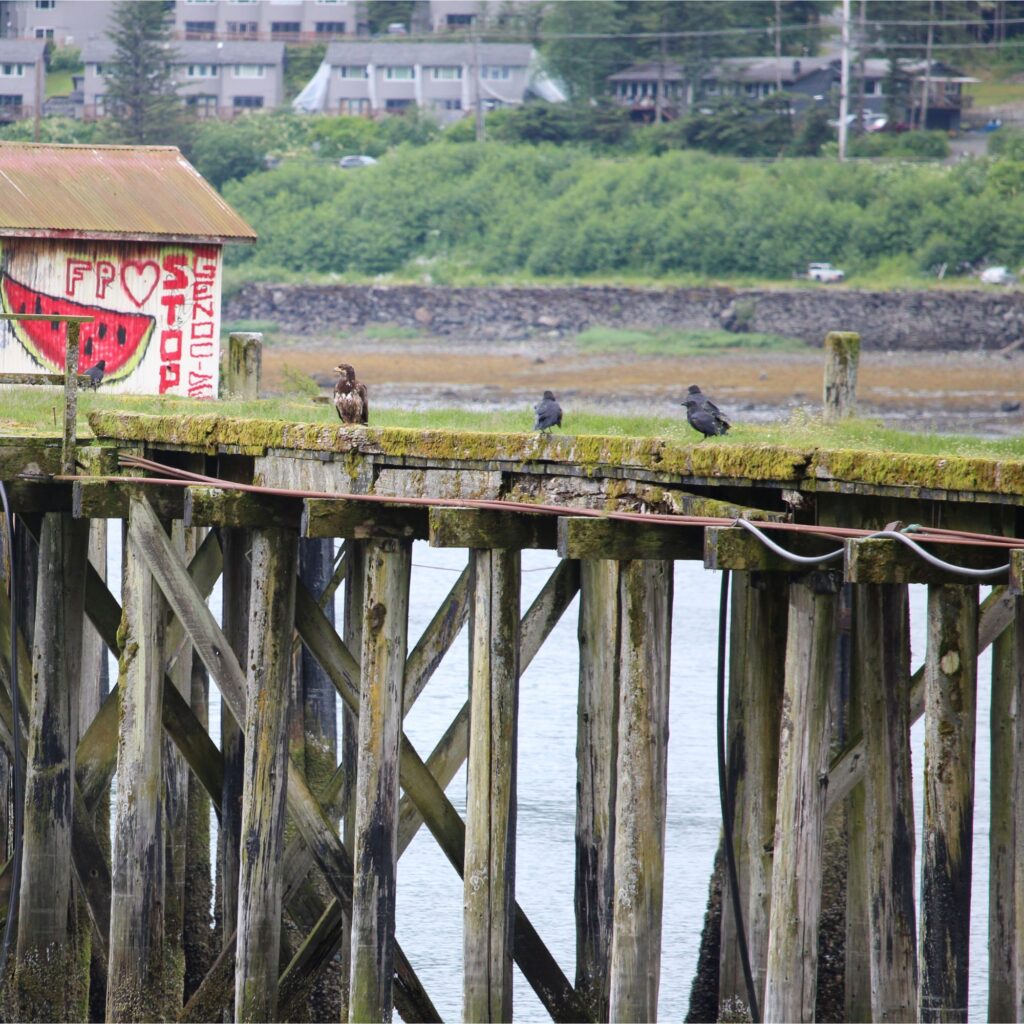 A juvenile bald eagle and two crows stand on a mossy, weathered wooden pier near a small shed painted with a large watermelon and red text.