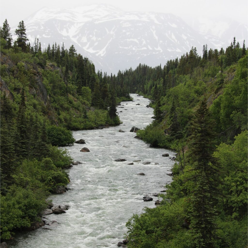 A river flowing through a forested landscape with mountains in the background.
