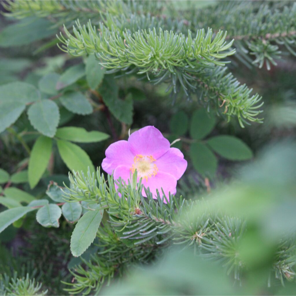 A close-up of a pink flower with a yellow center growing among green foliage.