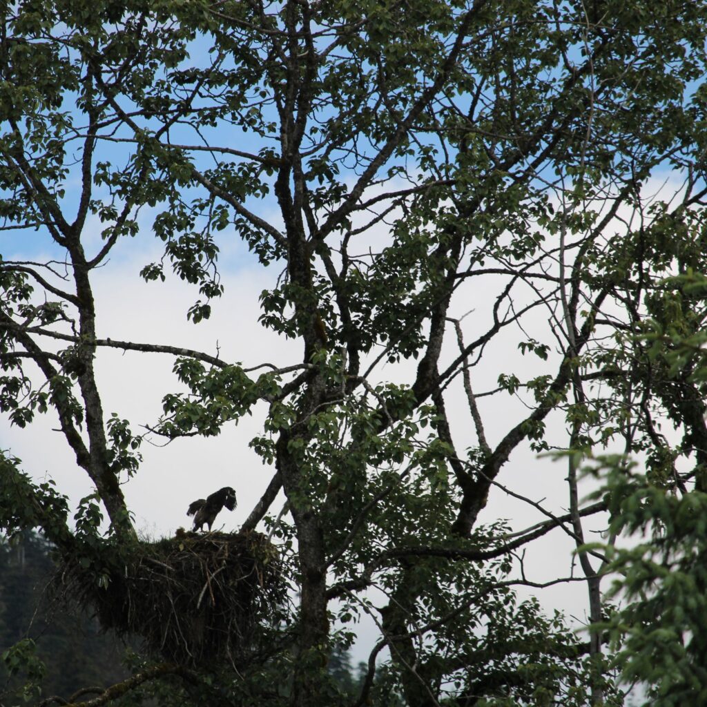 A juvenile bald eagle perches on a branch in the middle of a large, dense evergreen tree, stretching its wings in a forested landscape.