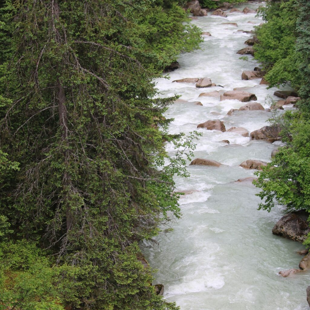 A rushing river with rocks surrounded by trees and greenery.
